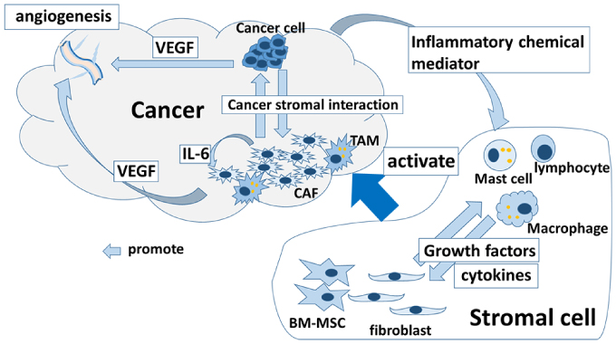 大腸癌と周囲の間質組織における微小環境のシェーマ